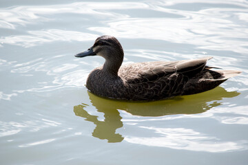 the Pacific Black duck is swimming