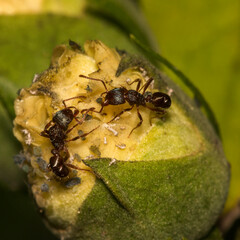 Ants on a flower bud in the garden