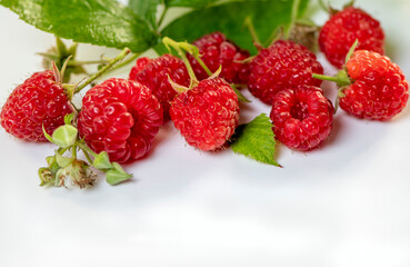 raspberries on a white background with green leaves and unblown buds, copy space in down