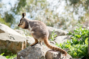 the yellow footed rock wallaby is eating