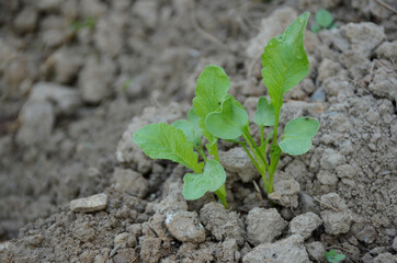 bunch the small ripe green radish plant seedlings in the garden.