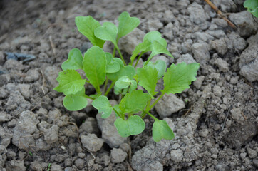bunch the small ripe green radish plant seedlings in the garden.