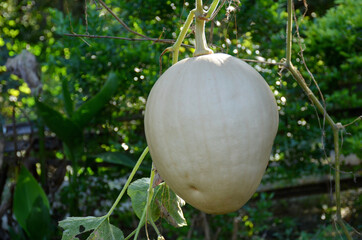 the white brown ripe pumpkin with vine in the garden.