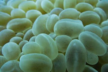 Coral Close-up