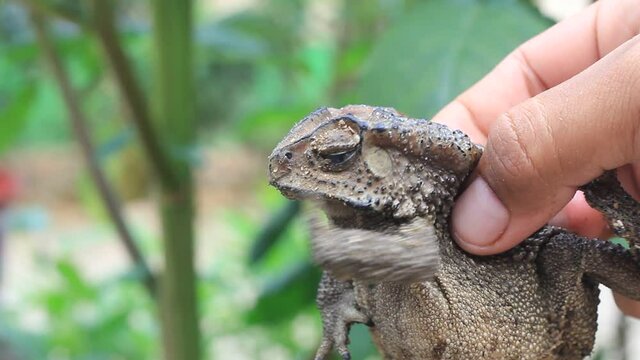 A man's hand holds Frog Kolong or the house frog. This frog has the scientific name Bufo melanostictus Schneider.