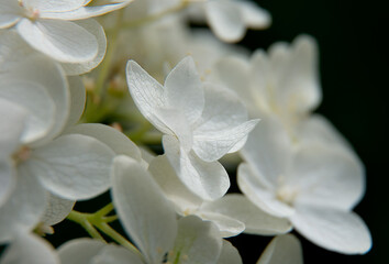 Obraz na płótnie Canvas close up of a white flower