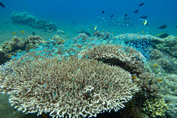 Naklejka na ściany i meble Fish nursery in a coral reef