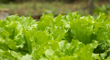 green, fresh salad growing in the garden bed. copy space upstairs
