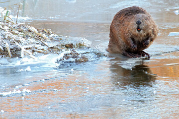 Beaver. Wild animal in winter river. Castor fiber.