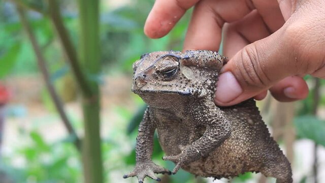 A man's hand holds Frog Kolong or the house frog. This frog has the scientific name Bufo melanostictus Schneider.