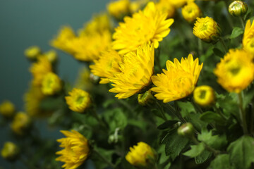 Bouquet of yellow chrysanthemums for a gift, autumn flowers close-up.