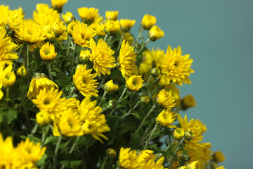Bouquet of yellow chrysanthemums in a glass vase, autumn flowers