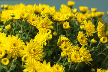 Bouquet of yellow chrysanthemums for a gift, autumn flowers close-up.
