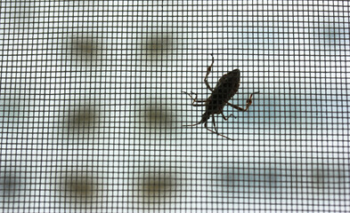 Close-up insect on the protective grid on the window