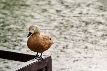 Cute Tadorna ferruginea duck sits on wooden rail on rippled water background