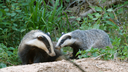 European badger. Wild animals near their burrow. Meles meles