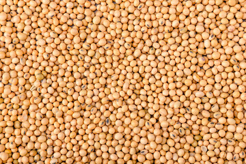 Yellow soybean grain. Top view Soybean pattern as for background. Raw dehydrated soybeans texture background top view.