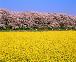 幸手権現堂桜堤