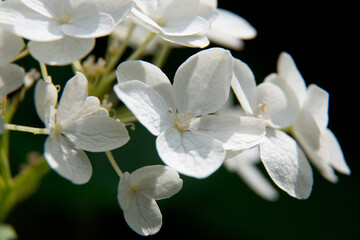 close up of white flowers