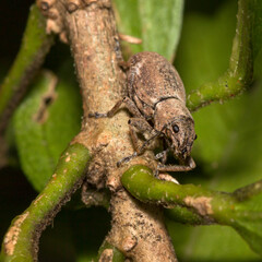 Weevil perched on a plant in the garden