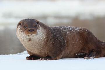 Otter. Wild animal on ice in winter river. Lutra lutra
