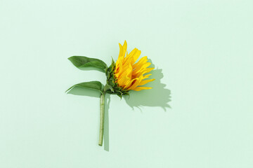 Autumn flower of sunflower on mint color background. Natural bright yellow blossom with green leaves.