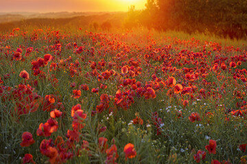 The Sun setting on a field of poppies, Jutland, Denmark.	
