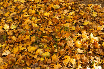autumn leaves background