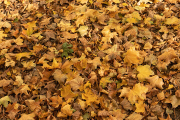 autumn leaves background