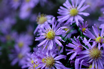 The lovely purple flowers of Symphyotrichum novi belgii, or Michaelmas Daisy. In close up covered in early morning dew with copyspace to the left. - obrazy, fototapety, plakaty