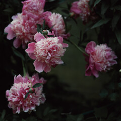Blooming peonies in the garden.