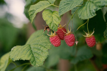 Ripe raspberries on a raspberry bush.