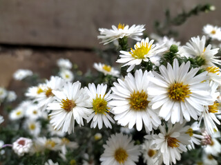 daisies in a garden