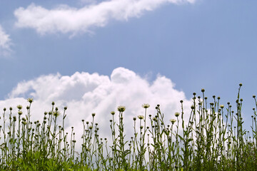 除虫菊