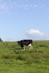 Fototapeta premium cow in a field