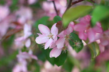 Obraz premium pink flowers on apple tree