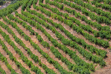 View of a farm, agricultural fields with vineyards, typically Mediterranean