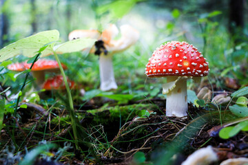 amanite tue-mouche  dans la forêt