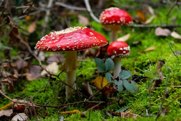 Fliegenpilze Amanita muscaria Fruchtkörper giftig Wald Herbst Sauerland Gruppe Familie Deutschland Achtung Märchen Heilkunde Frucht Netzwerk rot weiß Punkte