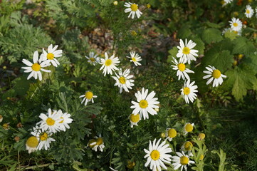 daisy chamomile flowers summer white green plant meadow beautiful