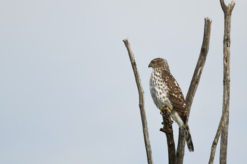 Cooper’s Hawk perched on top of a dead tree