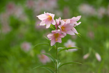 Obraz premium ヒメサユリ