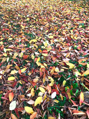 autumn leaves background