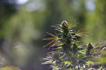 Plante médicinale cannabis weed - tête floraison