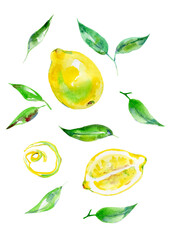 Watercolor lemons with leaves isolated on white background. Hand drawn painting of fruit. Stock illustration.