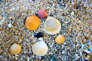 바닷가 예쁜 조개