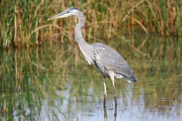 Fototapeta premium Great Blue Heron fishing in a swamp