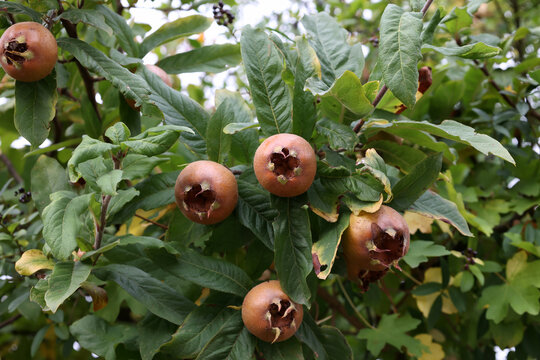Fruit of Mespilus germanica, also named common medlar at a tree