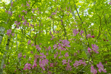 ムラサキヤシオツツジ