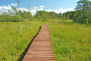 Fototapeta na wymiar Walking path through a swamp in a nature park